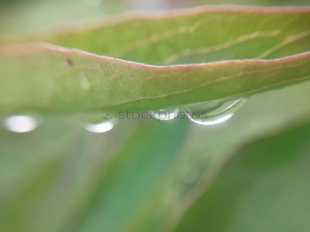 Similar – water drops Drops of water