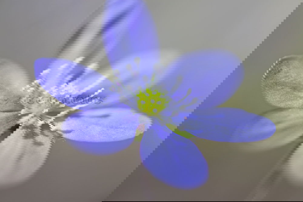 Similar – Foto Bild violettes Blümchen Blühend