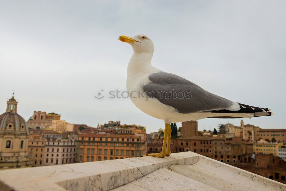 Similar – Image, Stock Photo Fresh fish; seagull standing on signboard