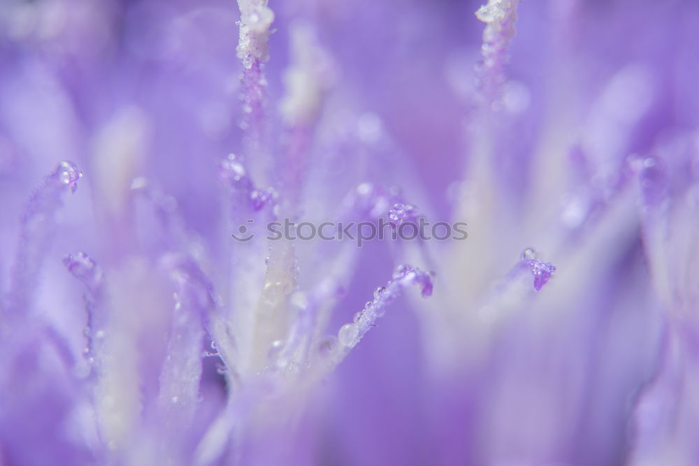 Similar – Image, Stock Photo flowering lavender is irresistible to bees