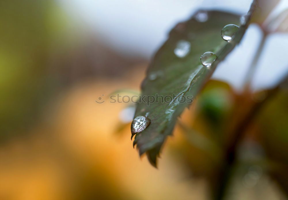 Similar – Image, Stock Photo The beautiful rainy day