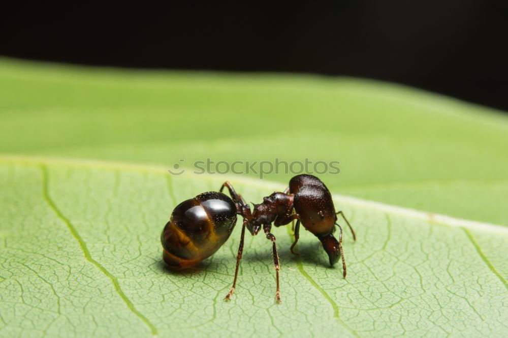 Similar – Image, Stock Photo Fly swatter and gossip