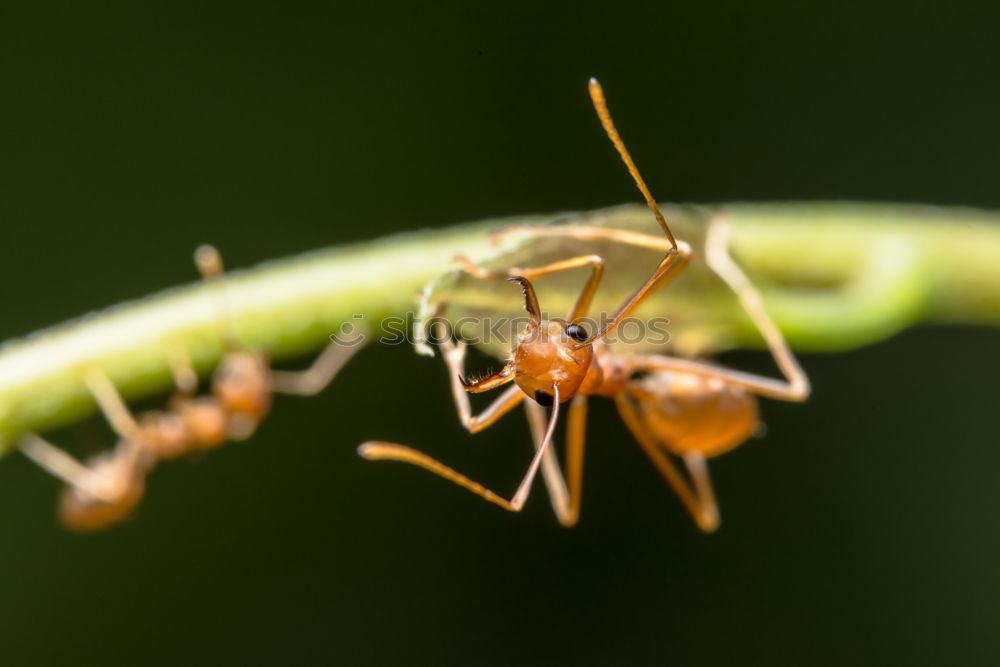 Image, Stock Photo Ant_Macro Animal 1 Eating