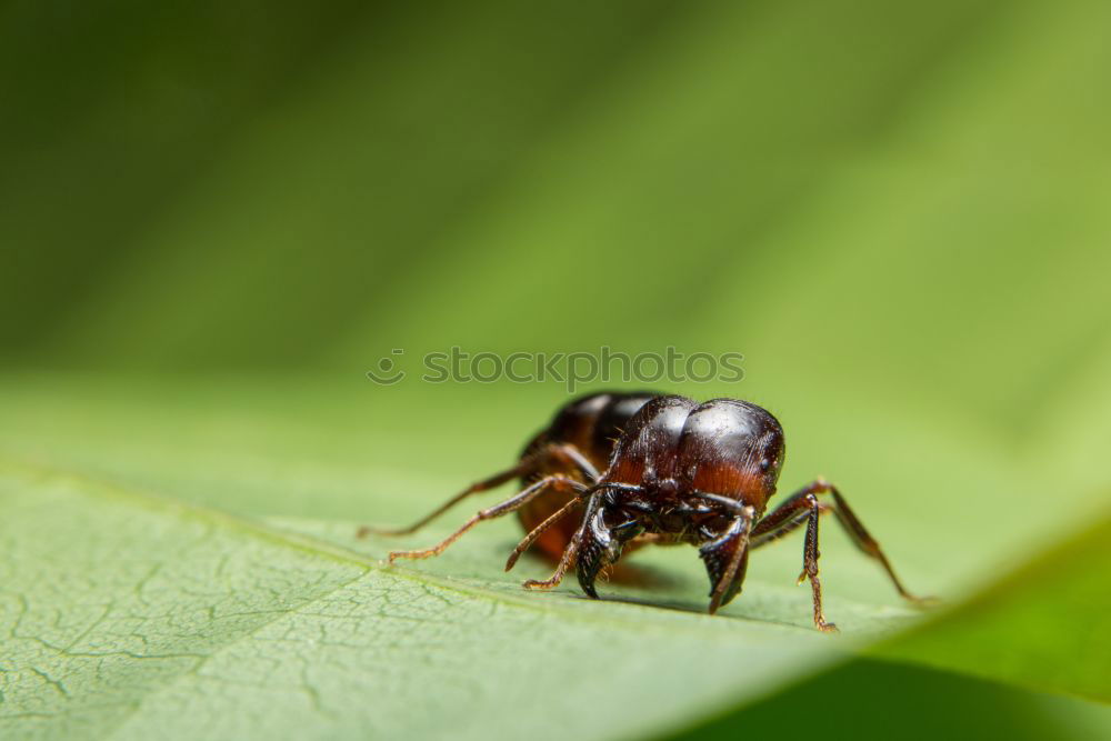 Similar – Image, Stock Photo unknown beetle Nature