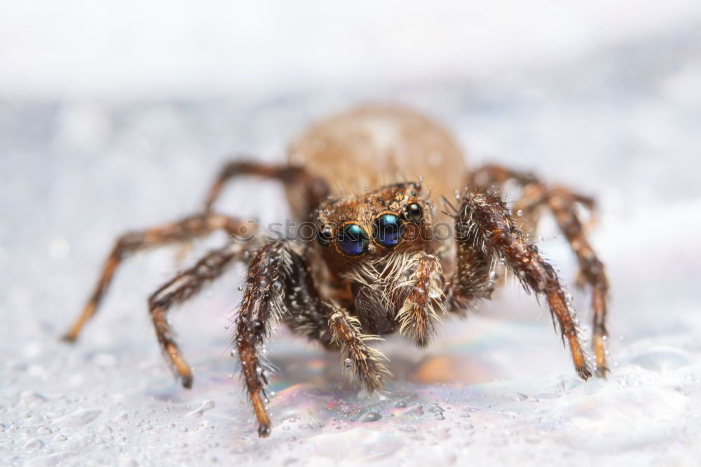 Similar – hairy hops Spider Stripe