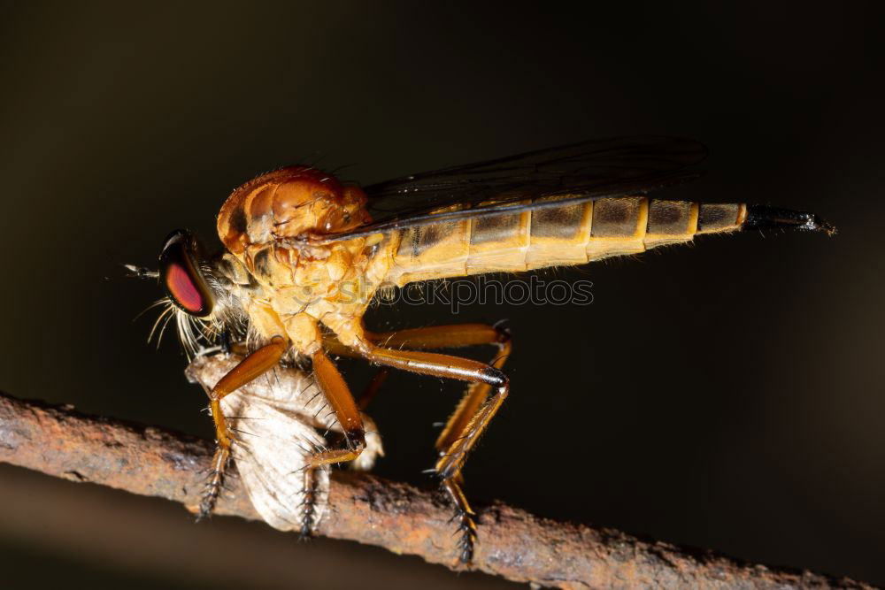 Similar – dragonfly Dragonfly Insect