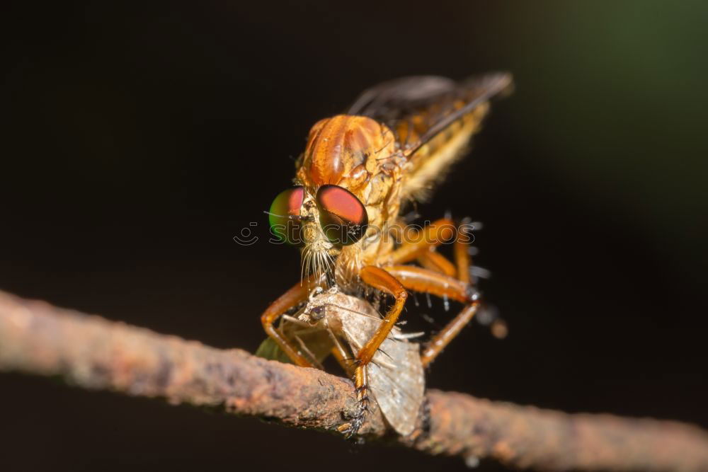 Similar – Dragonfly Macro Portrait In Nature