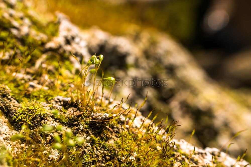 moss-free Grass Green