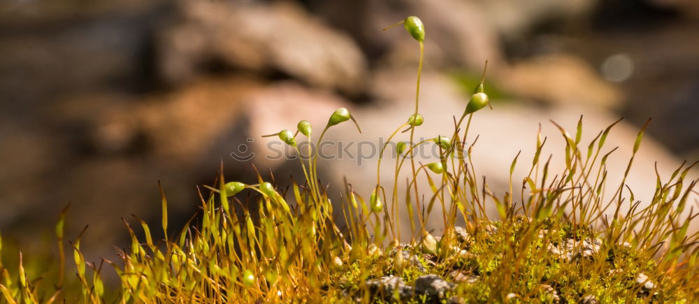 Similar – [600] Natural colours of the heather in Scotland