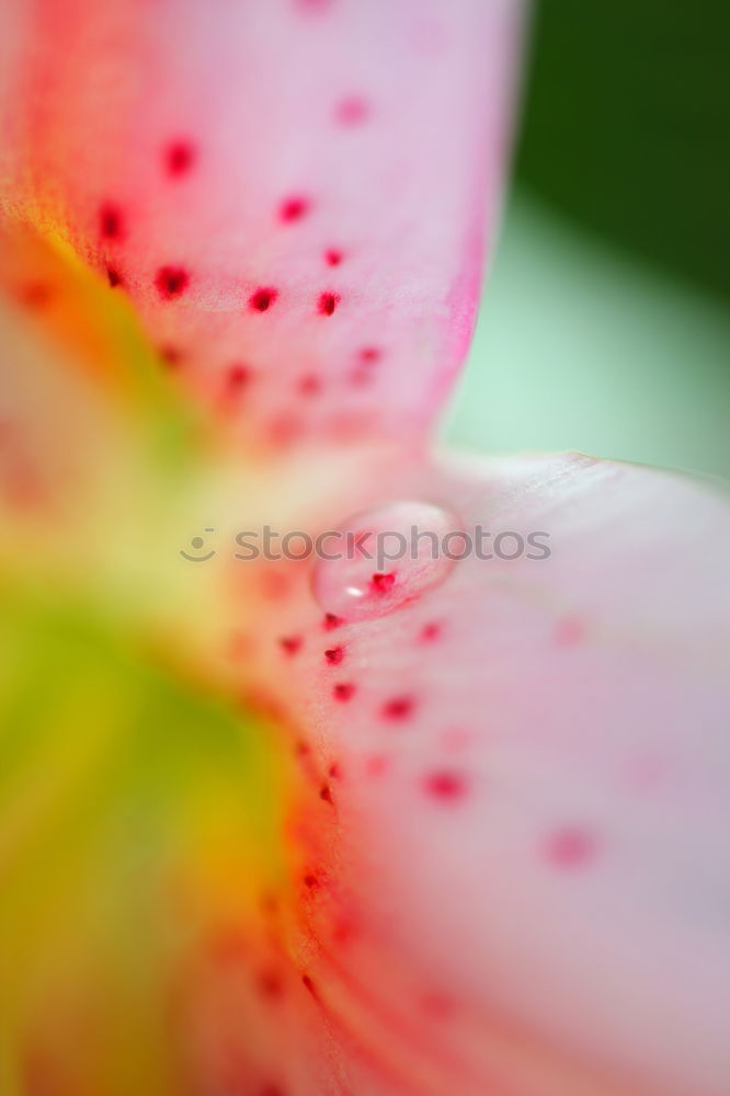 Image, Stock Photo Peruvian lily with raindrops