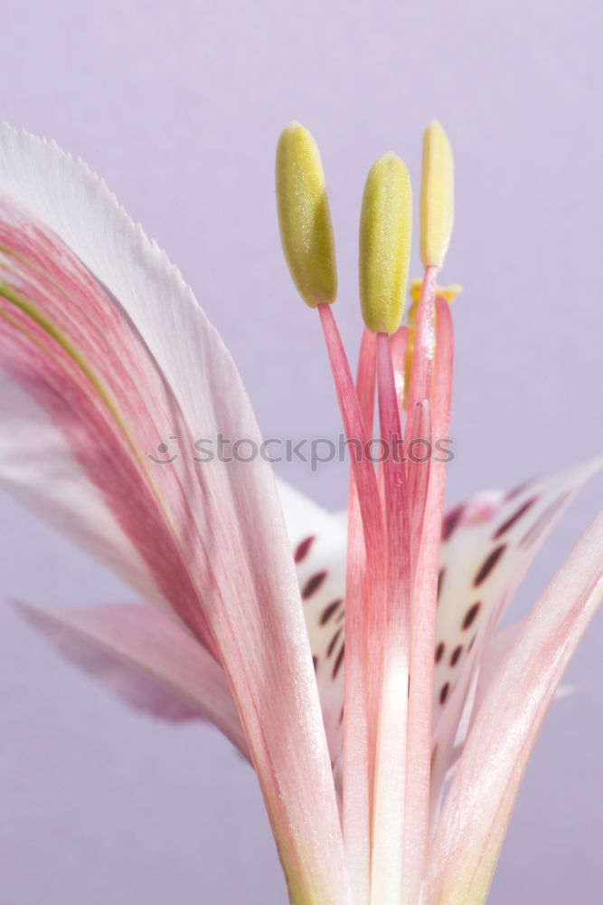 Similar – rub Insect Flower Cosmos