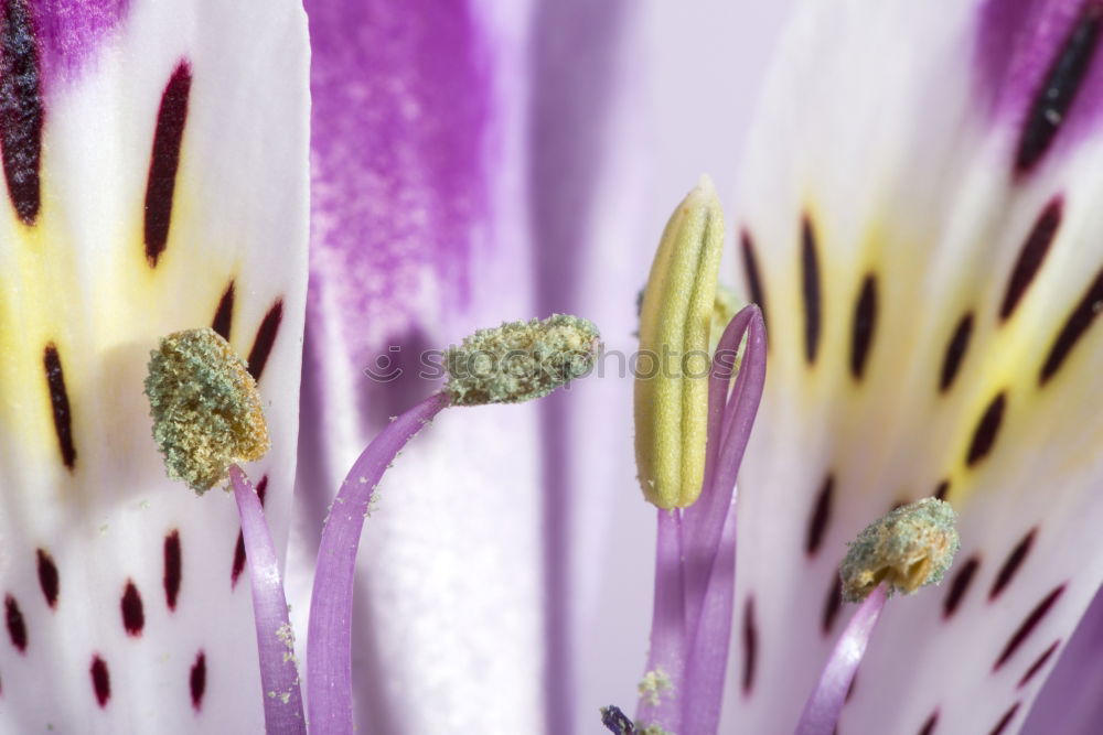 Image, Stock Photo silent Nature Plant Flower