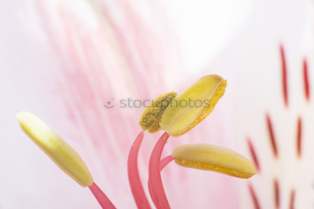 Clematis; clematis; forest vine; climber,