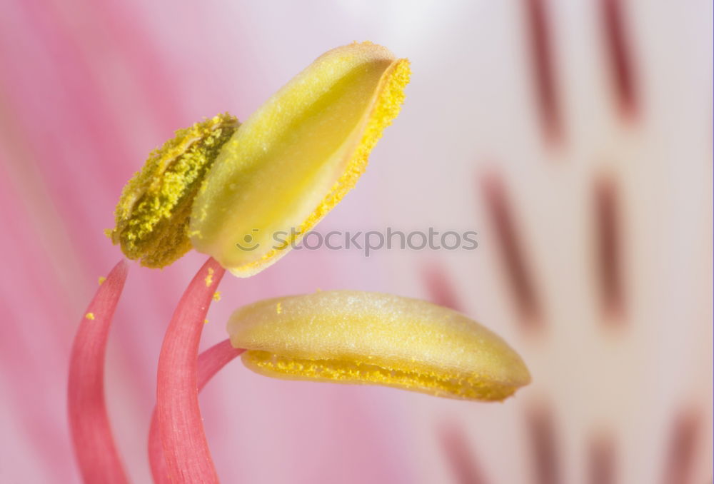 Similar – Flowers Bouquet Of Spring Wet Tulips On Table