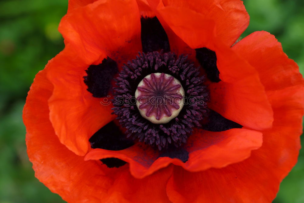 Similar – Poppy in the green Flower