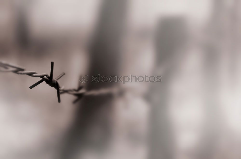 Similar – Image, Stock Photo Blocked sky Barbed wire