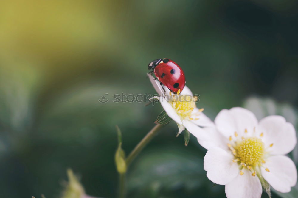 Similar – Image, Stock Photo Bumblebee in approach to flower