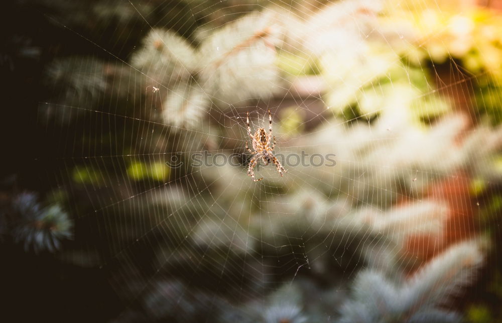 Similar – Image, Stock Photo Beautiful WE Human being