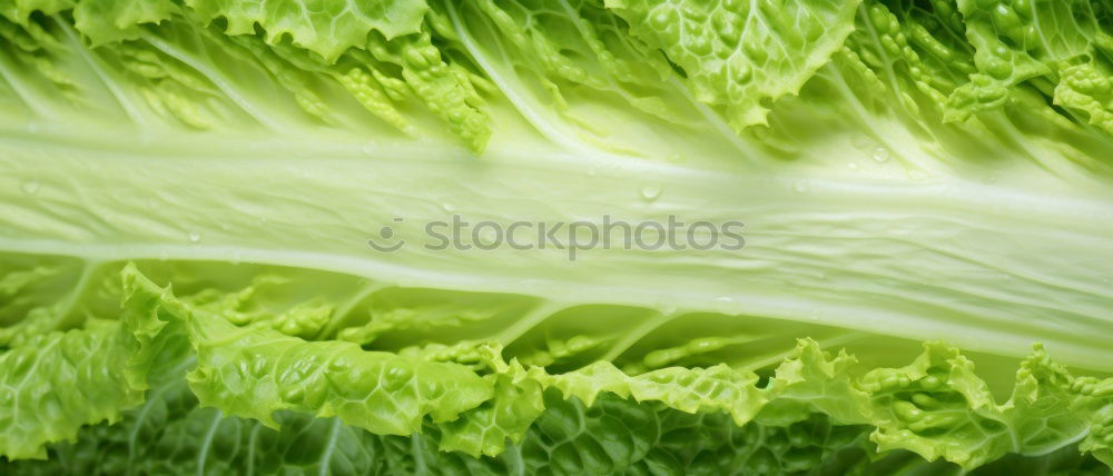 Similar – Image, Stock Photo Brassica Oleracea