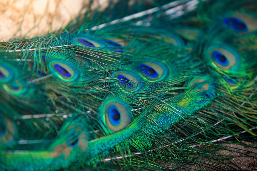 Similar – peacock eyes Animal