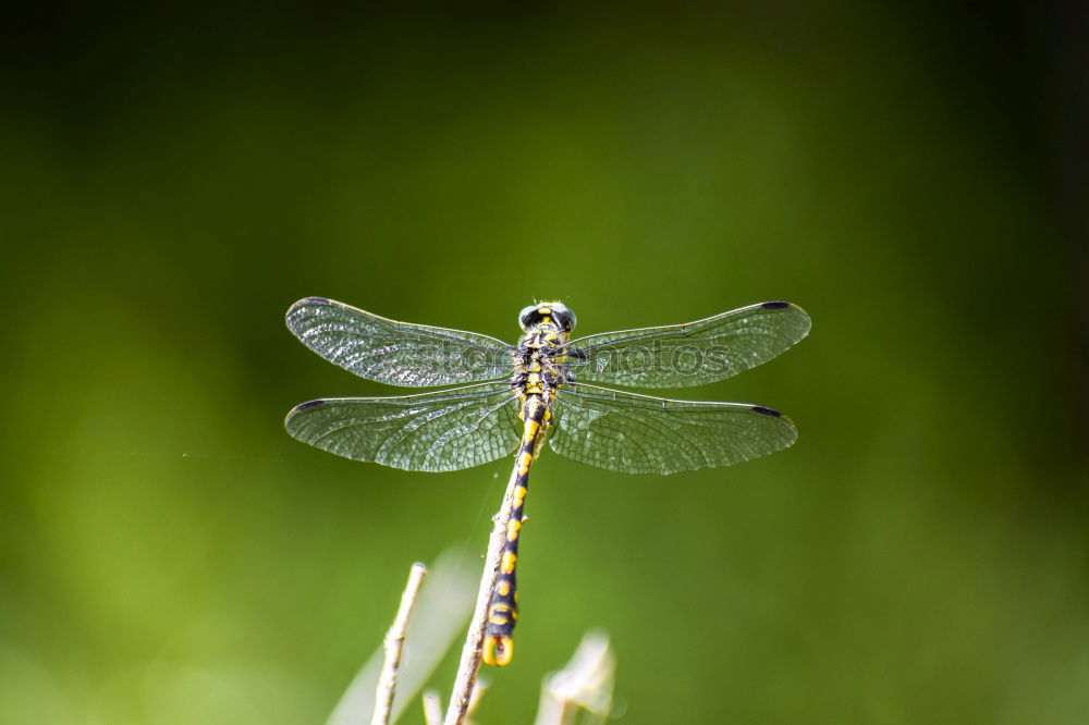 Similar – jaguar Animal Fly Crawl