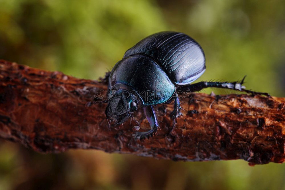 Similar – breakdancing Insect Animal