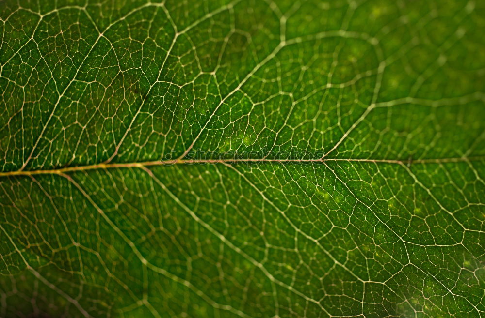 Similar – hoi schreck Natur Tier