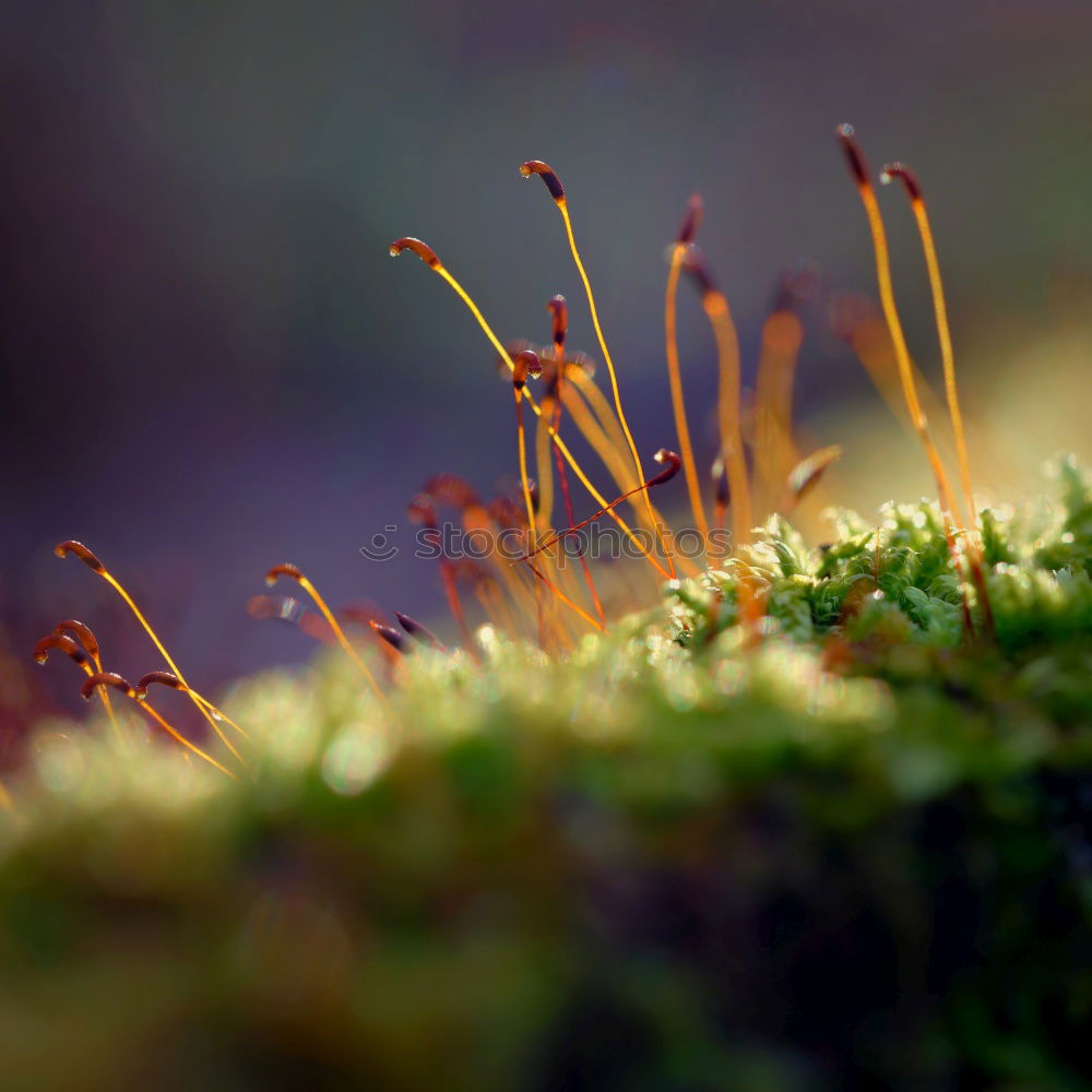 Similar – Foto Bild Kleine Mahlzeit Umwelt