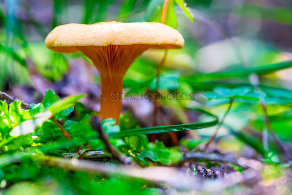 Similar – Image, Stock Photo Chestnut during sunbathing