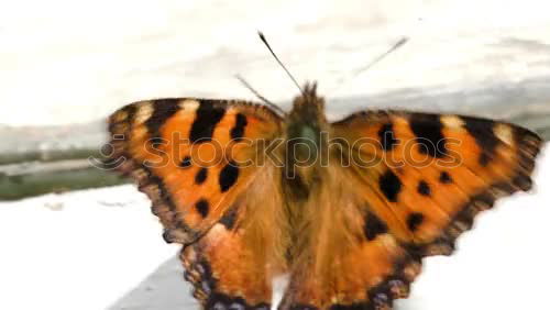 butterfly Animal Butterfly