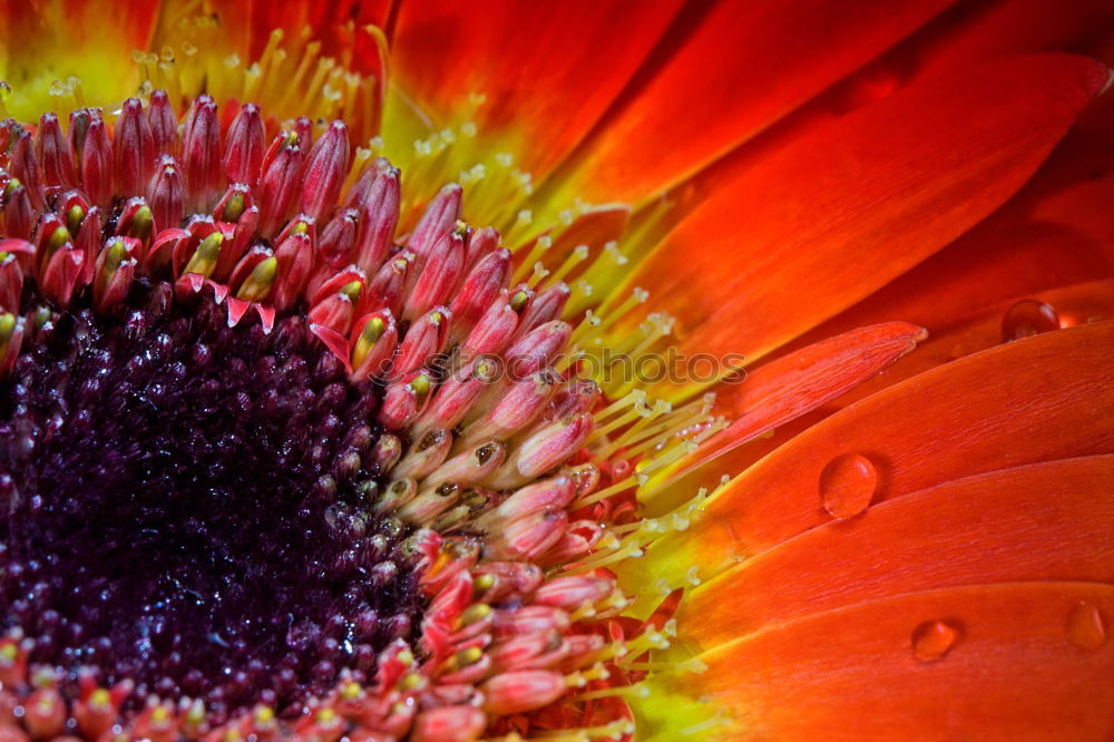 Similar – sunlike Gerbera Blossom