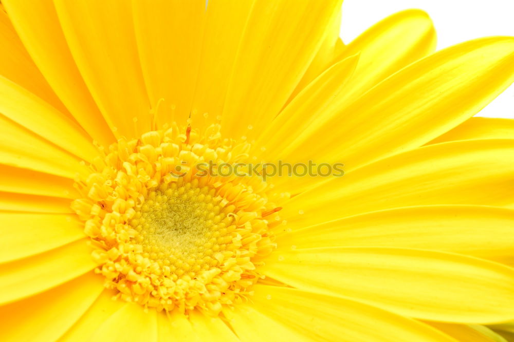 Similar – mesmerizing sun Flower