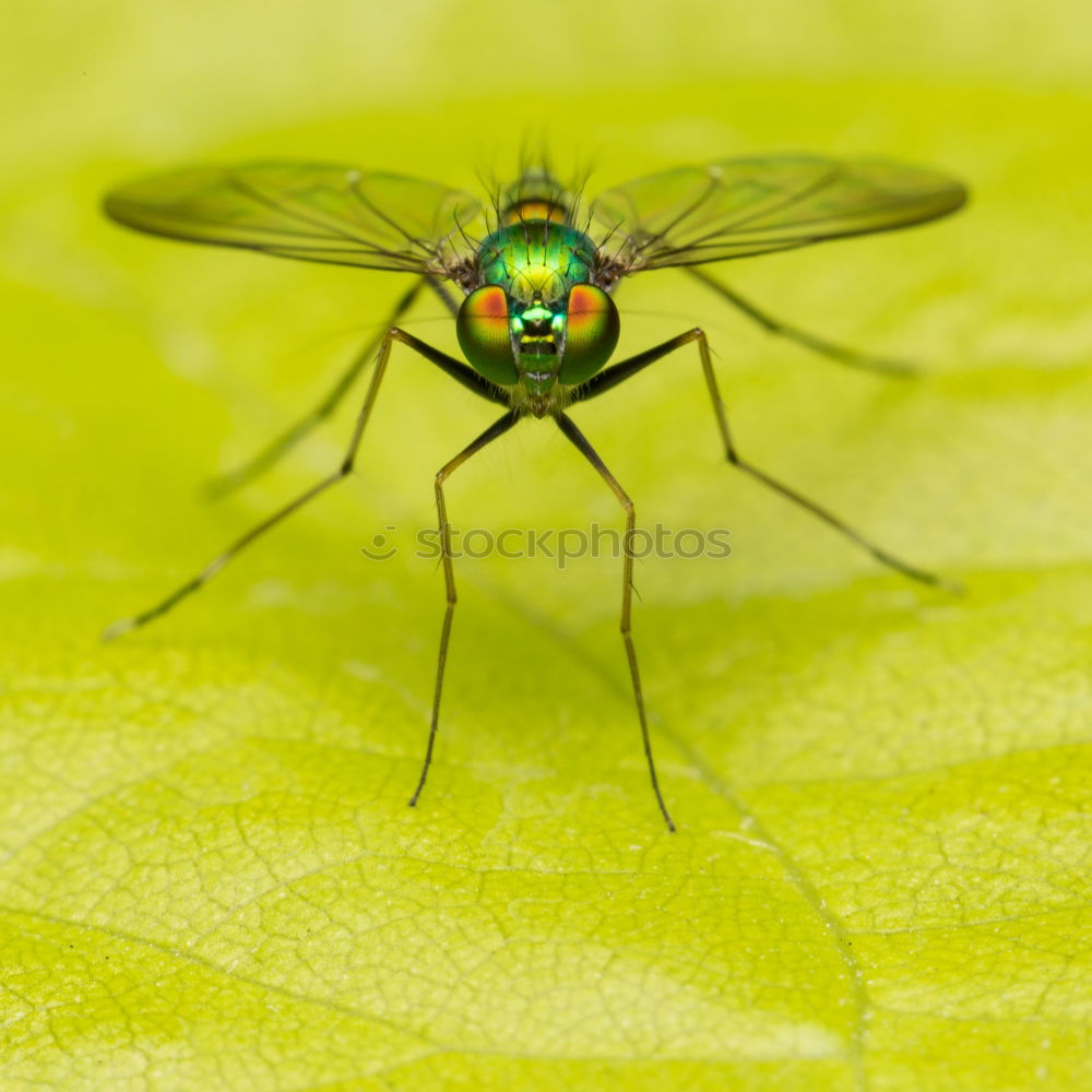 Similar – Housefly On A Leaf In Garden