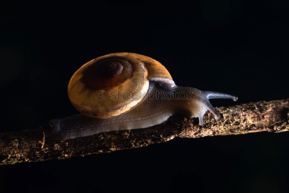 Image, Stock Photo sunbathe in twos Snail