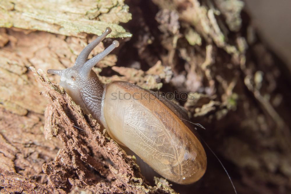 Similar – Autumn messenger (acorn)