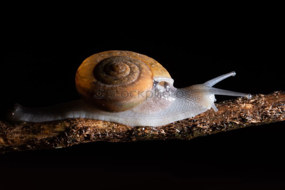 Similar – ammonite Ammonite