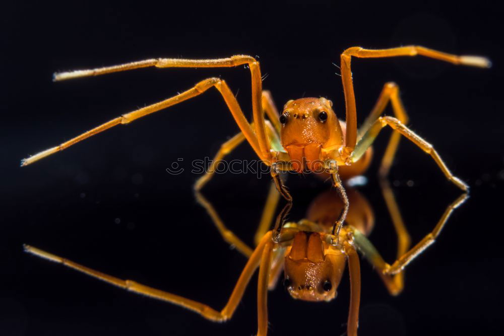 Similar – Macro Portrait Of A Dragonfly