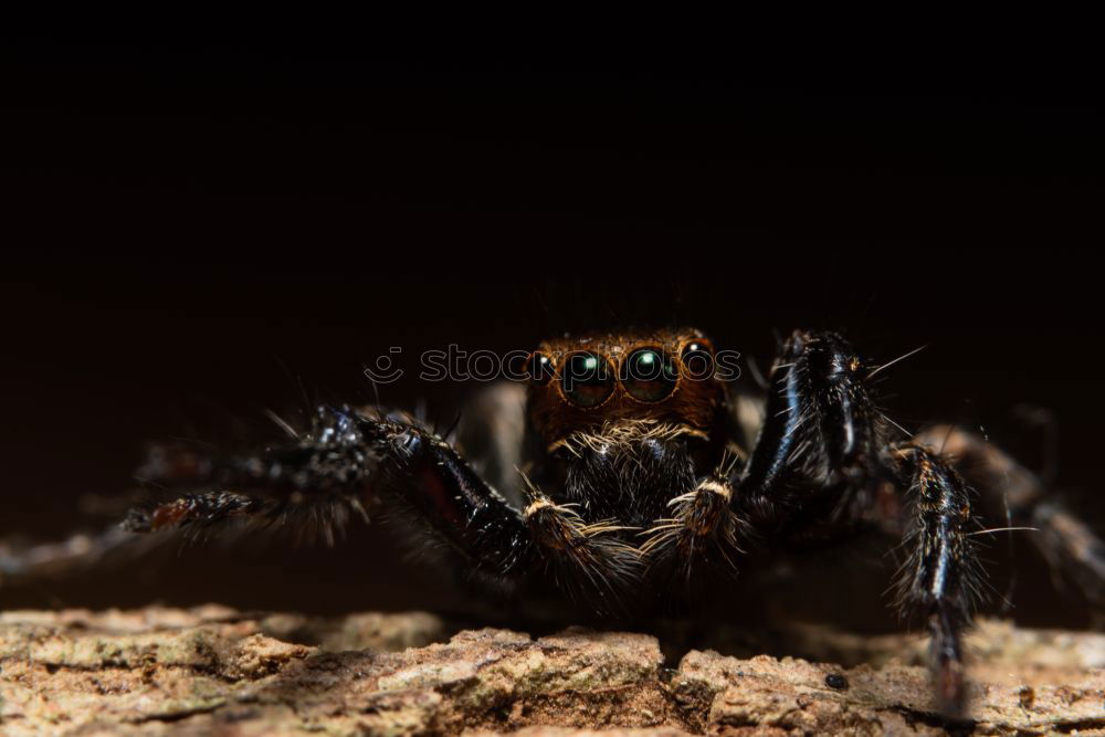 Similar – Beauty & Beauty Spider Zoo