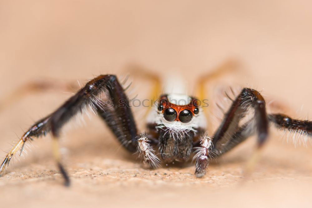 Similar – hairy hops Spider Stripe