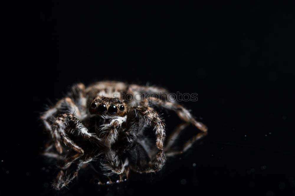 Similar – crab shooting Shrimp Ocean