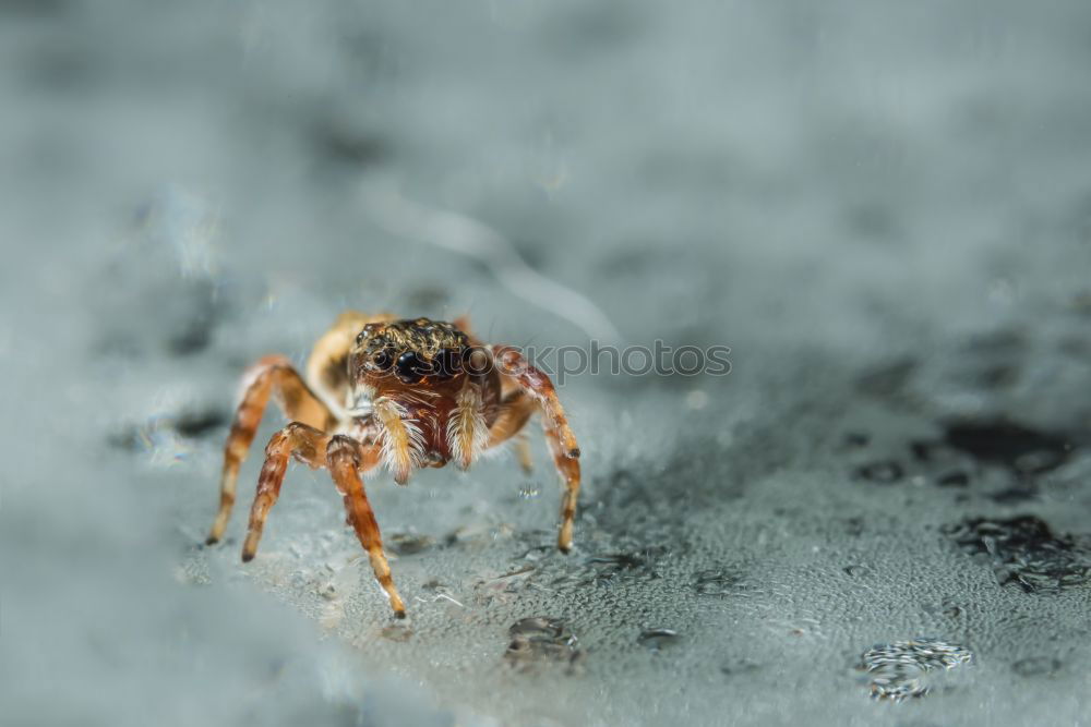 Similar – Image, Stock Photo Spring spider (marpissa muskosa)