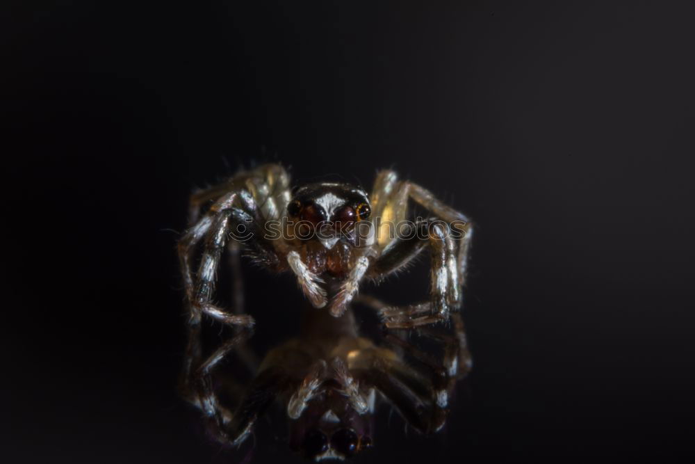 Foto Bild Bremse (Tabanidae)
