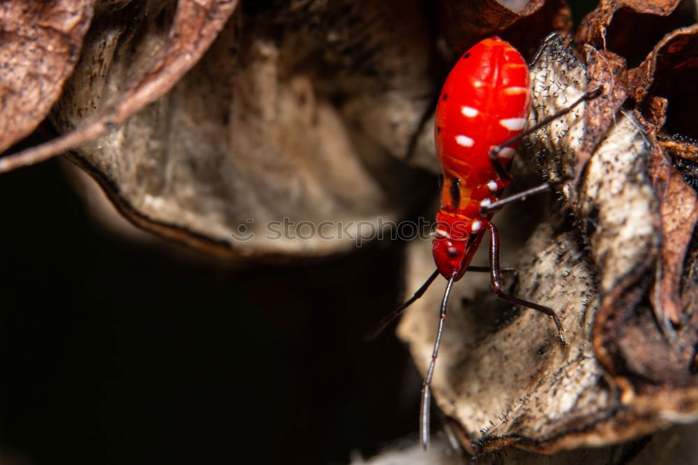 Similar – Congo rose beetle Animal