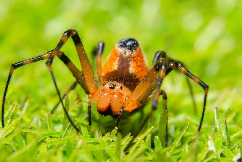 Similar – Image, Stock Photo grey meat fly Fly 2 Animal