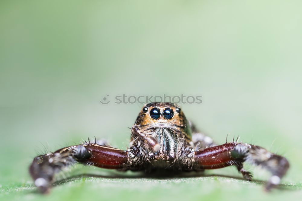 Similar – Image, Stock Photo Frog look, portrait