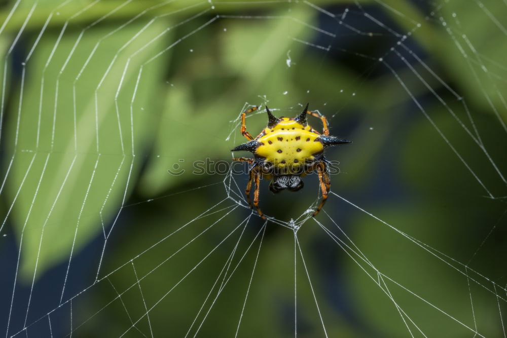 Similar – Image, Stock Photo Fly sitting on a cabbage leaf