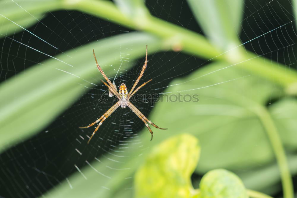 Similar – Image, Stock Photo Dangerous beasts