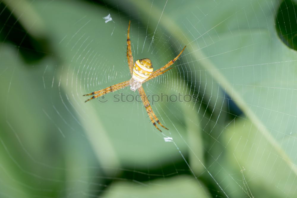 Similar – Image, Stock Photo nectar Nature Plant Animal