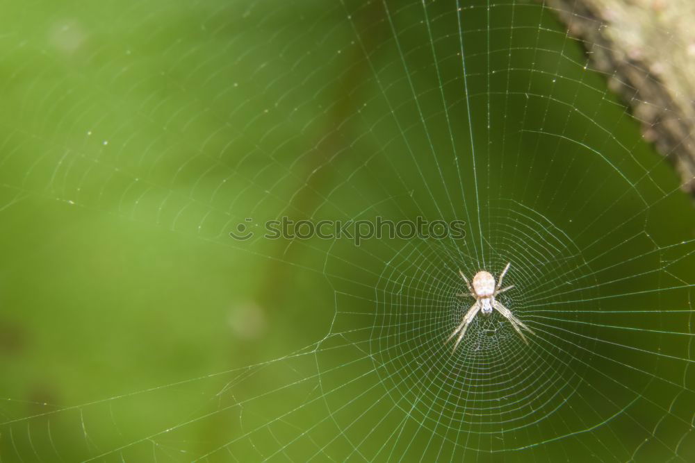 Similar – Waiting for prey Nature