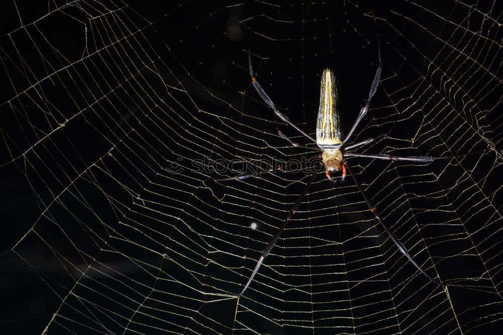 Similar – Foto Bild argiope Natur Tier Urwald